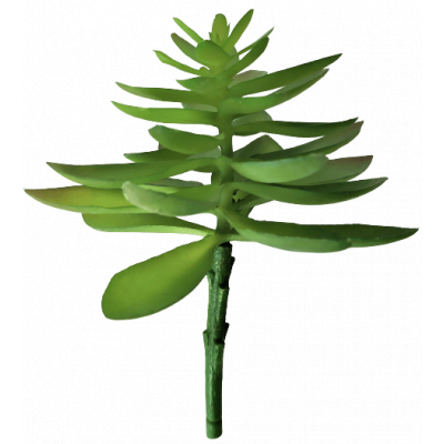 Succulentus roślina sztuczna gruboszowata